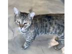 Adopt Bean a Gray, Blue or Silver Tabby Domestic Shorthair cat in Kennett