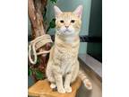 Adopt Cider a Gray, Blue or Silver Tabby Domestic Shorthair cat in Kennett