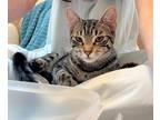 Adopt Serena a Tiger Striped Domestic Shorthair (short coat) cat in Wading
