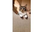 Adopt Plum a Gray, Blue or Silver Tabby Domestic Shorthair / Mixed (short coat)