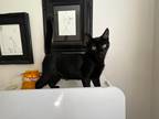 Adopt Brady a All Black Domestic Shorthair (short coat) cat in Wading River
