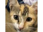 Adopt Gouda Rodetsky- SR a Calico or Dilute Calico Domestic Shorthair / Mixed