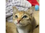 Adopt Brie Rodetsky-SR a Calico or Dilute Calico Domestic Shorthair / Mixed cat