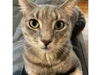 Adopt Ash Tindall - ss a Gray or Blue Domestic Shorthair / Mixed cat in
