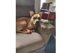 Adopt Chloe a Brown/Chocolate Boxer / Mixed dog in Willamina, OR (39150940)