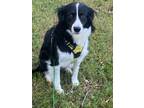 Adopt Darci a Black - with White Australian Shepherd / Border Collie / Mixed dog