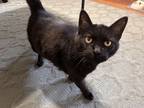 Adopt Vader a All Black Bombay / Mixed cat in Pasadena, CA (38556765)
