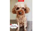Adopt MeiMei - COMING SOON a Tan/Yellow/Fawn Poodle (Miniature) dog in West