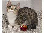 Adopt Cain a Brown Tabby Domestic Shorthair (short coat) cat in Gastonia