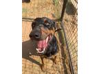 Adopt Rocko a Black - with Tan, Yellow or Fawn Doberman Pinscher / Mutt / Mixed