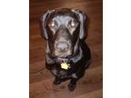 Adopt Venus a Black Beagle / Labrador Retriever / Mixed dog in Elizabethtown