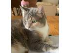 Adopt Mittsee a Calico or Dilute Calico Calico / Mixed (short coat) cat in