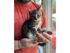 Adopt Lindor a Tiger Striped Domestic Shorthair (short coat) cat in Wading