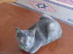 Adopt Sasha a Gray or Blue American Shorthair (short coat) cat in Bloomington