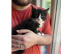 Adopt Merlin a Black & White or Tuxedo Domestic Shorthair (long coat) cat in