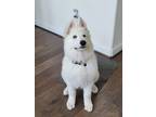 Adopt Vegas a White German Shepherd Dog dog in Houston, TX (39153154)