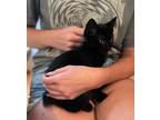 Adopt Starling a All Black Domestic Shorthair (short coat) cat in Wading River
