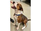 Adopt Ivan a Brown/Chocolate - with White Boxer / Mixed dog in Gastonia