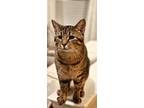 Adopt Jax a Brown Tabby Domestic Shorthair / Mixed (short coat) cat in Red Lion