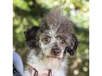 Adopt Merlin a White - with Tan, Yellow or Fawn Poodle (Miniature) / Mixed dog