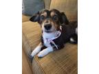 Adopt Maddie a Black - with White Dachshund / Mutt / Mixed dog in San Jose