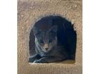 Adopt Claw a Gray or Blue Russian Blue / Mixed (short coat) cat in Phoenix