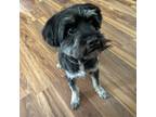 Adopt Scooby *Special Needs* a Gray/Silver/Salt & Pepper - with Black Havanese /