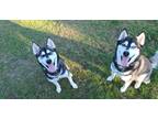 Adopt Alice/Skye a Gray/Silver/Salt & Pepper - with White Husky / Mixed dog in