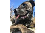 Adopt Bella a Brindle Cane Corso / Mixed dog in Decatur, GA (39152836)