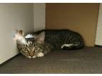 Adopt Jiggetts a Brown Tabby Domestic Shorthair (short coat) cat in San Luis