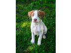 Adopt Sebastian a White - with Tan, Yellow or Fawn American Pit Bull Terrier /