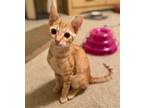 Adopt Fred S a Orange or Red Tabby Domestic Shorthair / Mixed (short coat) cat