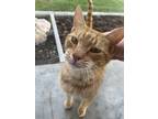 Adopt Daniel a Orange or Red Tabby / Mixed (medium coat) cat in Smithfield