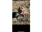 Adopt Tank a Brindle Pit Bull Terrier / American Staffordshire Terrier dog in