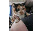 Adopt Pega *DECLAWED* a Calico or Dilute Calico Domestic Shorthair (short coat)