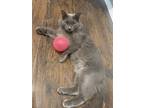 Adopt Larry a Gray or Blue Russian Blue / Mixed (medium coat) cat in Granite