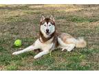 Adopt Apollo a Red/Golden/Orange/Chestnut - with White Husky / Mixed dog in