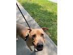 Adopt Bowling Pin a Pit Bull Terrier / Mixed dog in Lincoln, NE (39080149)