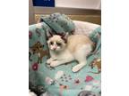 Adopt Lady Belle a Siamese (short coat) cat in Fresno, CA (39137645)