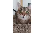 Adopt Jupiter a Gray or Blue (Mostly) Tabby / Mixed (short coat) cat in