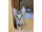 Adopt Chompy a Brown Tabby Domestic Shorthair (short coat) cat in Sedalia