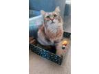 Adopt Bunny a Tan or Fawn (Mostly) Maine Coon / Mixed (long coat) cat in