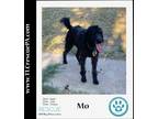 Adopt Mo 090923 a Black Goldendoodle dog in Kimberton, PA (39152553)