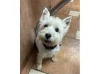 Adopt Katie a White Westie, West Highland White Terrier / Mixed dog in Phoenix