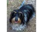 Adopt Saydey TX a Black - with Tan, Yellow or Fawn Dachshund / Mixed dog in