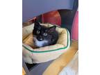 Adopt Roscoe-kitten a Black & White or Tuxedo Domestic Longhair / Mixed (long