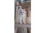 Adopt Stewart a White (Mostly) Siamese / Mixed (short coat) cat in Phoenix