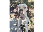 Adopt Cosmo a White Boxer / Mixed dog in Dumont, NJ (39149544)