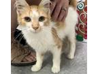 Adopt Odie a Orange or Red (Mostly) Domestic Longhair / Mixed (long coat) cat in