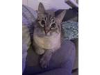 Adopt Vega a Tiger Striped Siamese / Mixed cat in Marysville, WA (39152477)